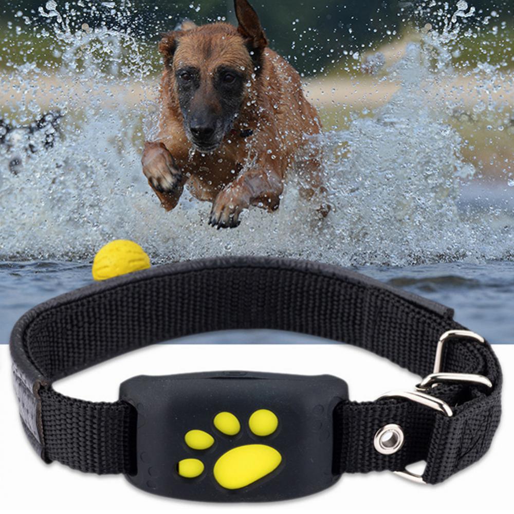 Collier de suivi GPS pour animaux de compagnie