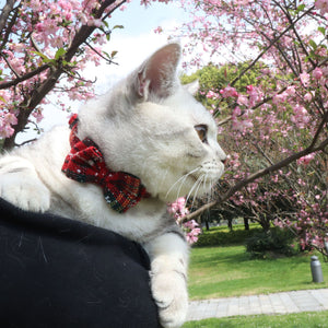 Collier pour chat chiot rayé rouge