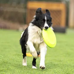 Disque volant en caoutchouc pour chien