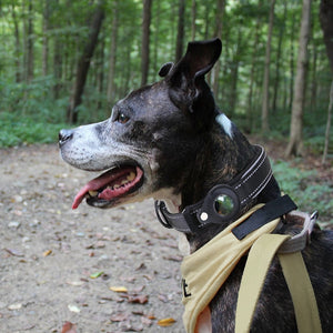 Collier anti-perte pour chien