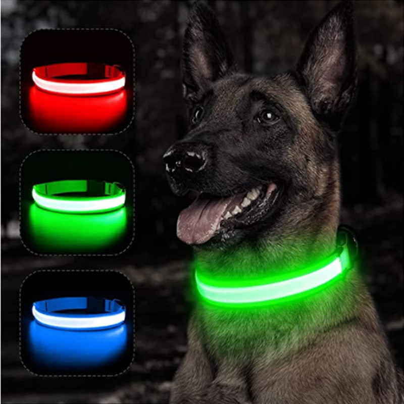 Collier de chien lumineux