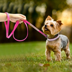 Collier pour animaux de compagnie