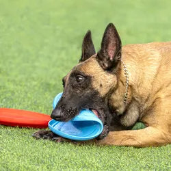 Dog rubber flying disc